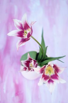 Delicate pink tulips in a vase, spring still life, minimalist, floral background. High quality photo