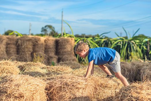 Boy blue t-shirt smile play climbs on down haystack bales of dry hay, clear sky sunny day. Outdoor kid children summer leisure activities. Concept happy childhood countryside, air close to nature.