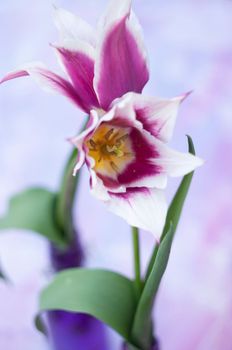 Delicate pink tulips in a vase, spring still life, minimalist, floral background. High quality photo