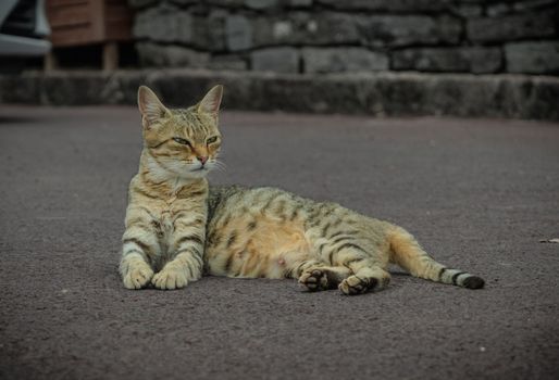 Portrait of Cute cat resting on ground. High quality photo