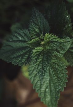 Beautiful nettle in nature . Bush of stinging-nettles. Nettle leaves. Top view.