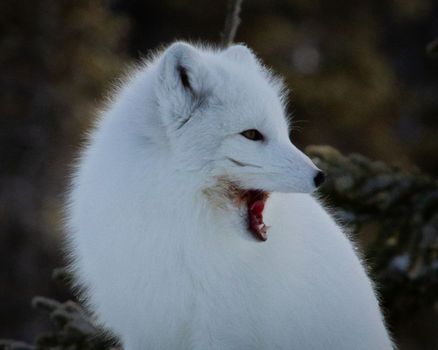 Arctic fox or Vulpes Lagopus yawning away while sitting, near Churchill, Manitoba, Canada