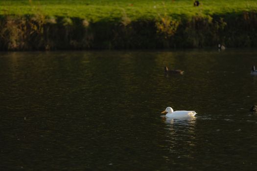 A Beautiful White Duck is Swimming on the Calm Waters of the Lake at Sunset