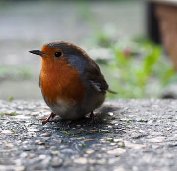 A close-up photograph of a blurred background of the garden Robin with orangey red breast plumage