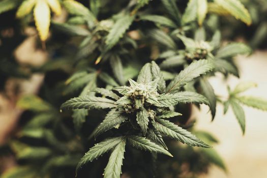 SoG hemp cultivation technique. Growing pot in groutent. Vegetative stage of marijuana growth. Medical marijuana. Background of cannabis leaves. A large amount of marijuana. Growing cannabis indoors...