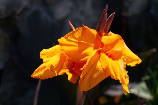 Bright orange canna flowers in the sunlight in the garden