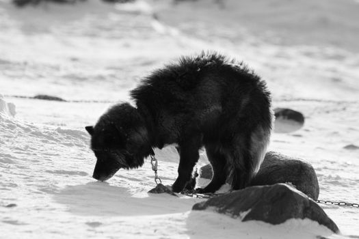 Black and white photo of a husky dog chained up snow in the background, near Hudson Bay, Churchill, Manitoba, Canada