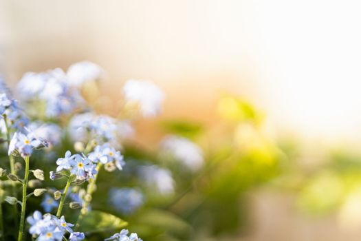 Blue forget-me-not flowers blooming under the bright warm sunlight. Myosotis scorpioides blooming. Defocused blurred photo