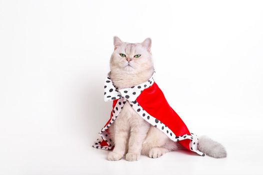 A luxurious calm white cat in a red royal robe , sitting on a white background, with half-closed eyes Space for copying