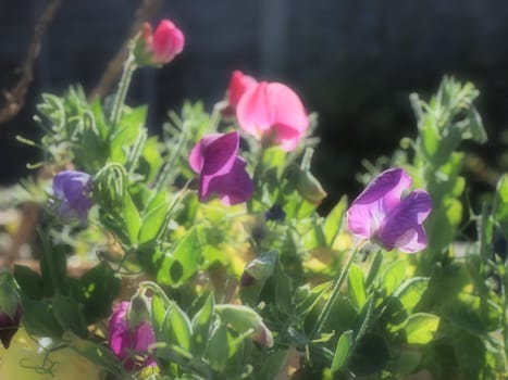 Purple and pink sweet pea flowers in soft focus