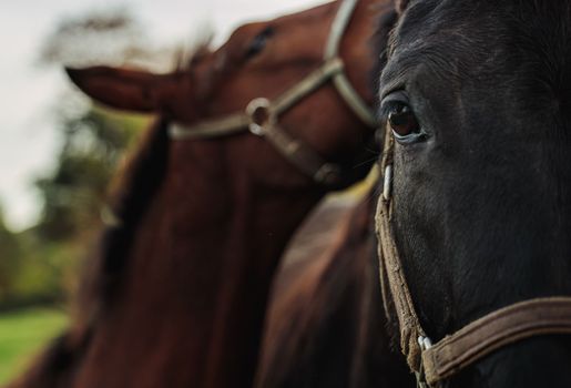 Mare and her foal. Horse with foal. Focus on horse eye. Horse close-up photo