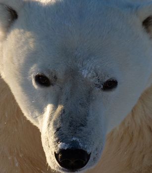 Closeup of a polar bear or ursus maritumus on a sunny day with snow in the background, near Churchill, Manitoba Canada