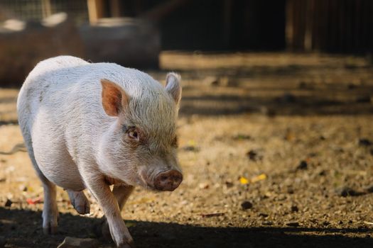 Close up at Cute little baby pig at organic farm. High quality photo