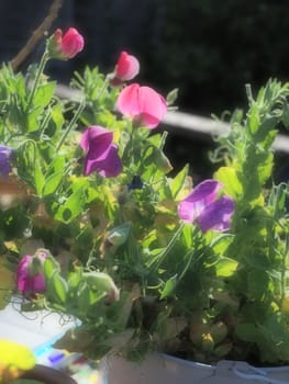 Purple and pink sweet pea flowers in soft focus