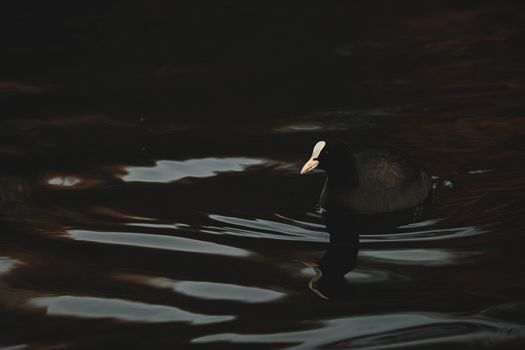 Closeup of water bird Eurasian Coot Fulica Atra swimming in the lake. Birds of Europe