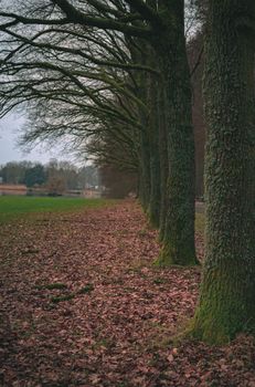 Rows of trees lining long empty park path in the autumn fall. High quality photo