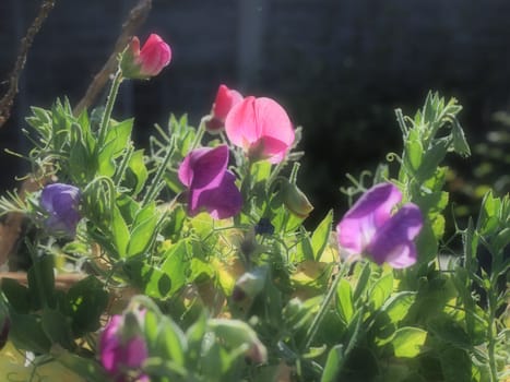 Purple and pink sweet pea flowers in soft focus