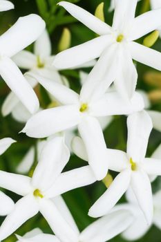 White Azores jasmine flowers on a branch close up