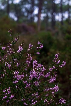 Gentle pink heather flowers in a forest close up