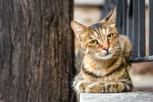 Brown-striped spotted cat lies on street fence in sphinx pose and looks into camera, close-up, copy space