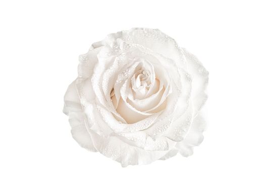 White rose isolated on white background.