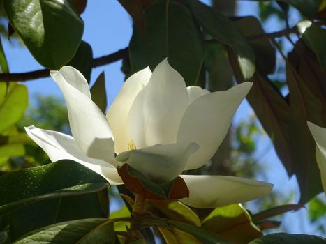 A huge white magnolia flower on a branch close up