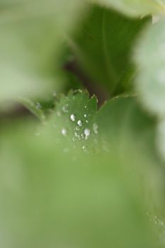 Winter rain droplets in grass leaves background close up nature exploration big size high quality prints