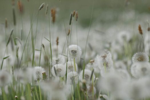 Dandelion field background. A lot of dandelion texture. Glade of dandelions juicy green summer lightness. Macro dandelions. Close dandelions. Summer dandelions. High quality photo