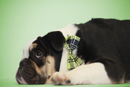 Puppy dog eyes with cute bow tie and green background