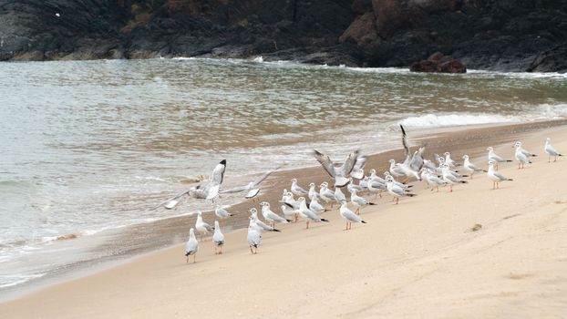 Flock of seagulls by the sea, birds. High quality photo