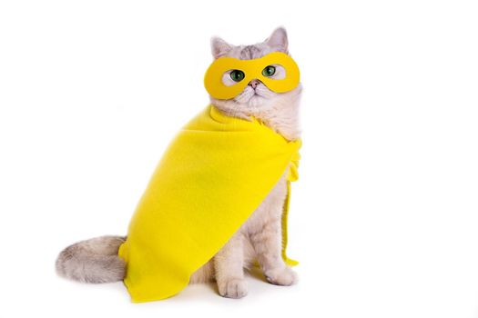 Funny white cat in a yellow superhero costume: yellow mask and cape, sitting on a white background, looking at the camera, side view