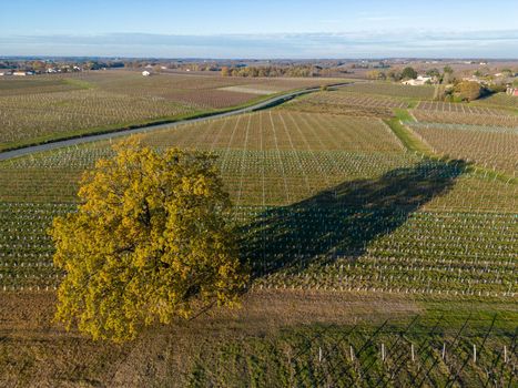 Beautiful tree, oak, Bordeaux vineyard over frost and smog and freeze in winter, landscape vineyard . High quality photo