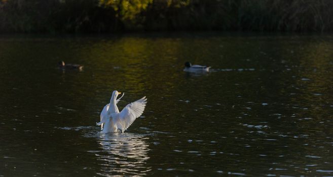 A white Duck flapping its wings on a lake with a yellow beak. View from the back