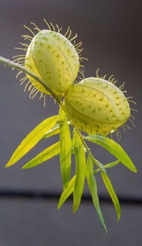 Gomphocarpus fruticosus branches with green balls with air close up