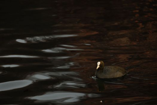 Closeup of water bird Eurasian Coot Fulica Atra swimming in the lake. Birds of Europe