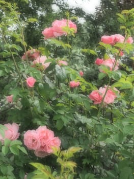 Misty soft focus vertical format close-up of beautiful rose flowers