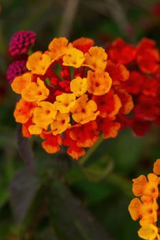 Orange-red inflorescences of the lantana flower in the garden close up