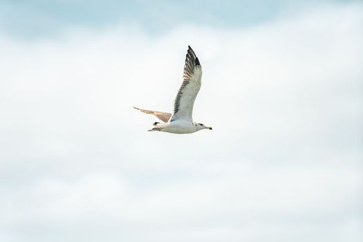 seagull flies in the blue sky.