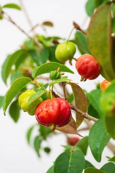Ripening fruits of Surinam Cherry, Pitanga, Brazilian Cherry, Eugenia uniflora, Eugenia michelii on a branch in the garden