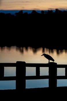 silhouette of a night heron with a lake in the background at sunrise. High quality photo