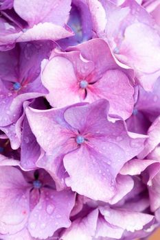 Pink and lilac hydrangea inflorescence in raindrops background close up