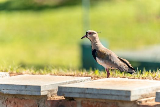 vanellus chilensis in the city park.