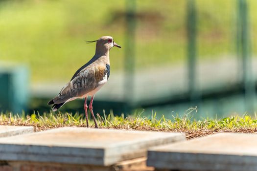 vanellus chilensis in the city park.