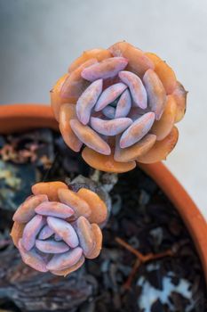 Multicolored succulent rosettes in a pot close up