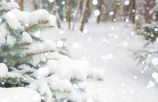 Winter landscape, background. Forest, trees in the snow. Snowfall. Snow is lying on the branches of the Christmas tree. Falling snow. Copy space. Nature in winter.