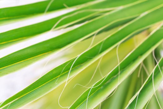 Natural green palm tree background close up