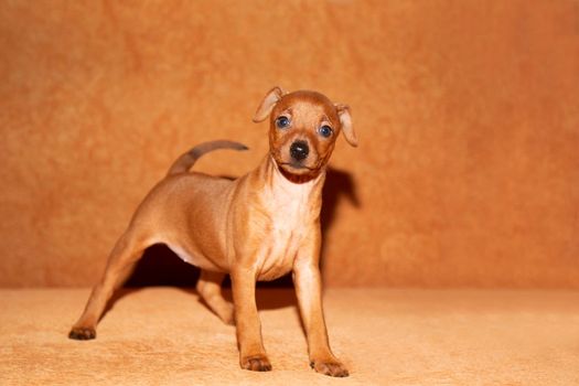 A miniature pinscher puppy is standing on the couch. Cute ginger puppy at home.