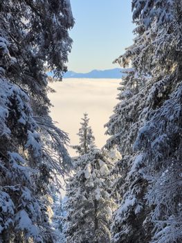 winter mountain landscape peaks and trees snow covered. High quality photo