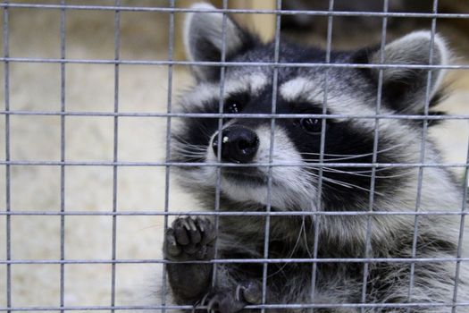 Close-up black and white raccoon holding on to the bars in the zoo with its paws. Animal Protection Day concept