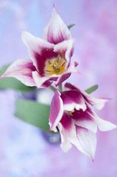 Delicate pink tulips in a vase, spring still life, minimalist, floral background. High quality photo